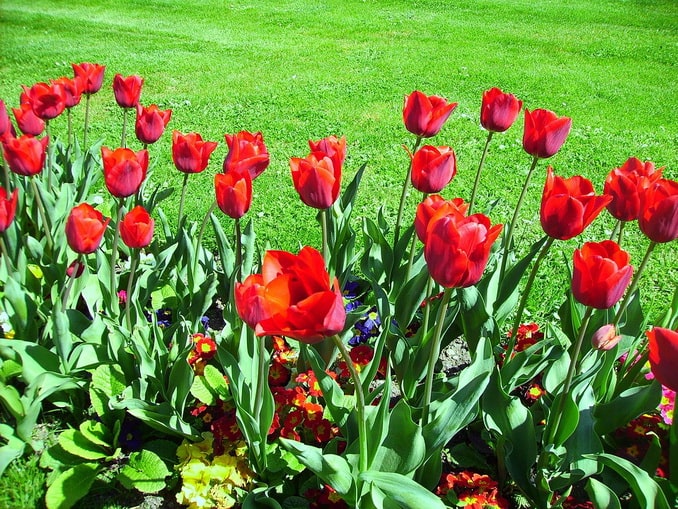 Turkey blooms in April