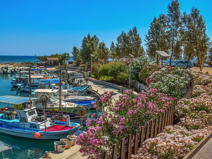 Cyprus blooms in April