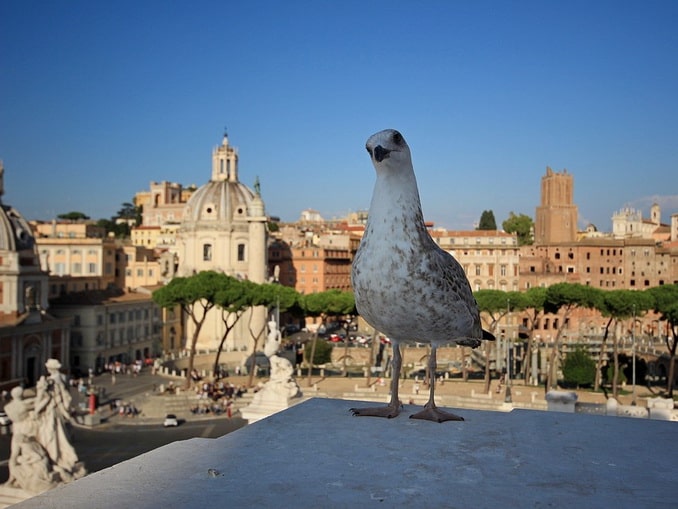 In May, one of the best views of Rome opens from the Capitoline Hill